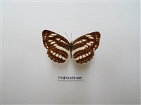 藏品(豆環蛺蝶)的圖片